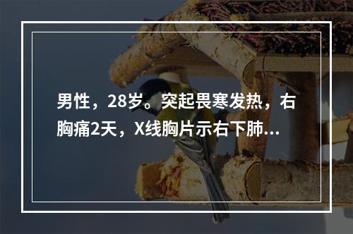 男性，28岁。突起畏寒发热，右胸痛2天，X线胸片示右下肺叶大