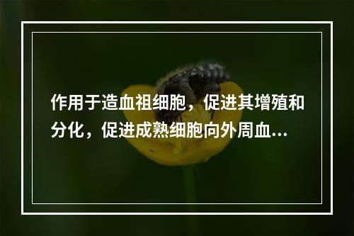 作用于造血祖细胞，促进其增殖和分化，促进成熟细胞向外周血释放