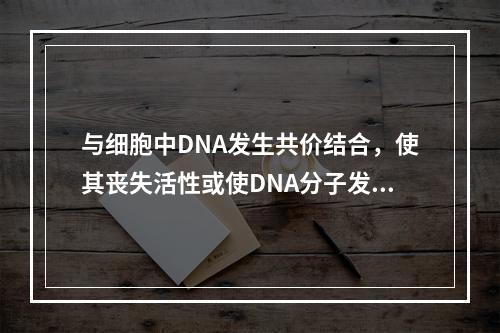 与细胞中DNA发生共价结合，使其丧失活性或使DNA分子发生断