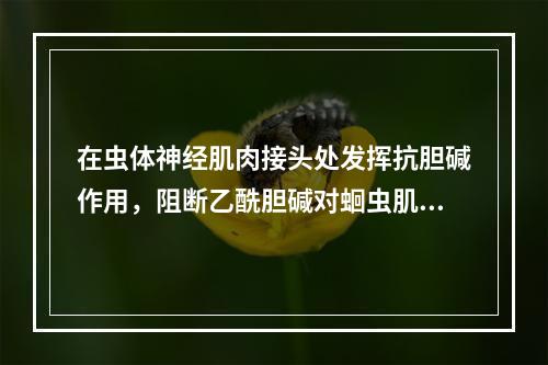 在虫体神经肌肉接头处发挥抗胆碱作用，阻断乙酰胆碱对蛔虫肌肉的