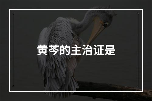 黄芩的主治证是