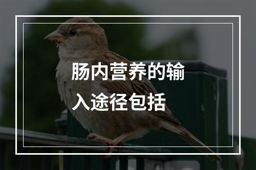 肠内营养的输入途径包括