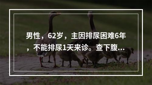 男性，62岁，主因排尿困难6年，不能排尿1天来诊。查下腹部扪