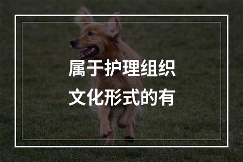 属于护理组织文化形式的有