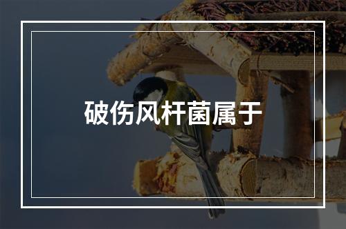 破伤风杆菌属于