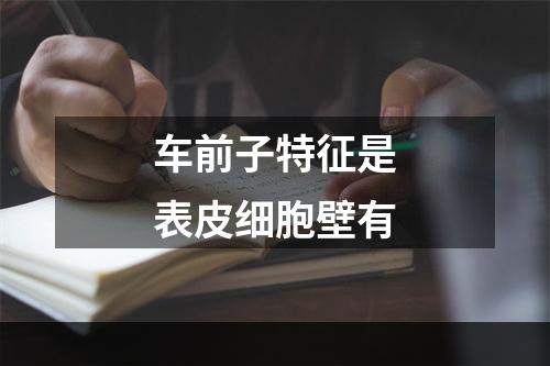 车前子特征是表皮细胞壁有