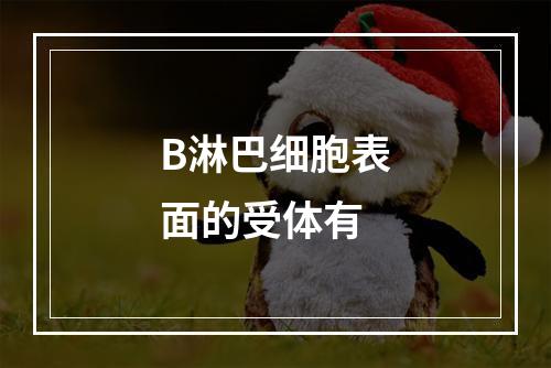 B淋巴细胞表面的受体有