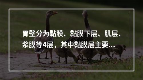 胃壁分为黏膜、黏膜下层、肌层、浆膜等4层，其中黏膜层主要由下