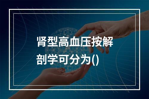 肾型高血压按解剖学可分为()