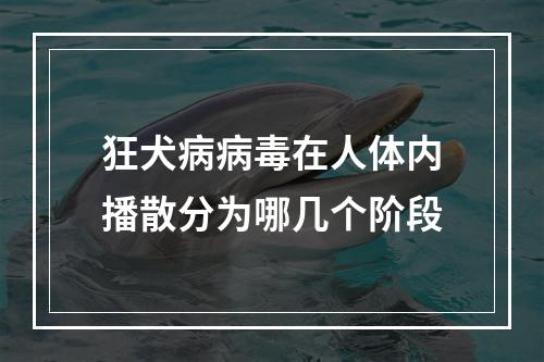 狂犬病病毒在人体内播散分为哪几个阶段