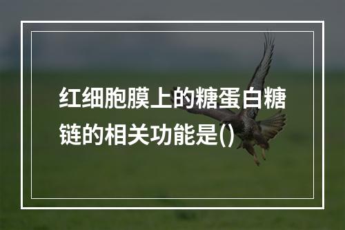 红细胞膜上的糖蛋白糖链的相关功能是()