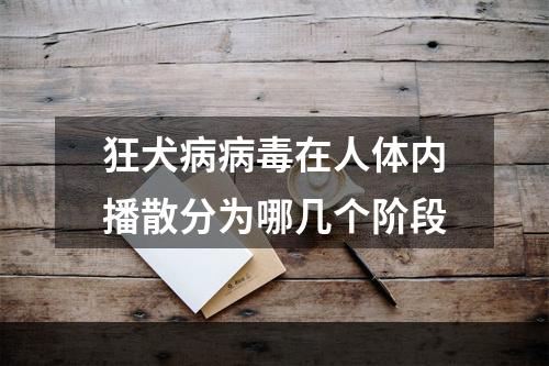 狂犬病病毒在人体内播散分为哪几个阶段