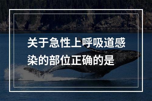 关于急性上呼吸道感染的部位正确的是