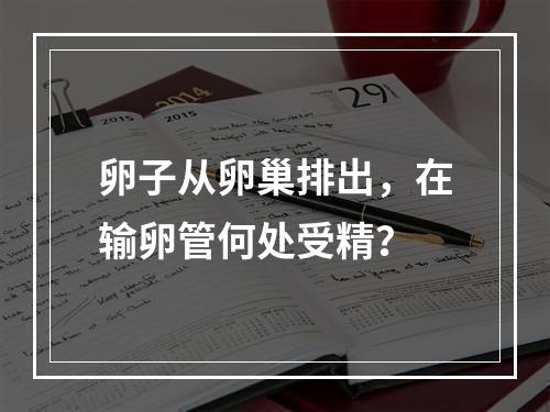 卵子从卵巢排出，在输卵管何处受精？