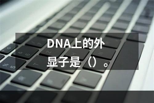 DNA上的外显子是（）。