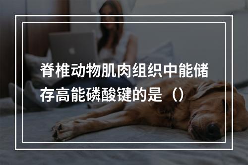 脊椎动物肌肉组织中能储存高能磷酸键的是（）