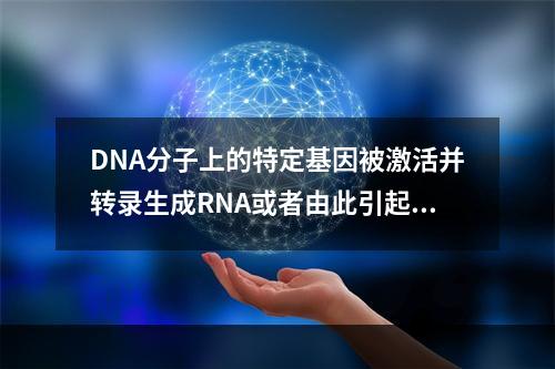 DNA分子上的特定基因被激活并转录生成RNA或者由此引起蛋白