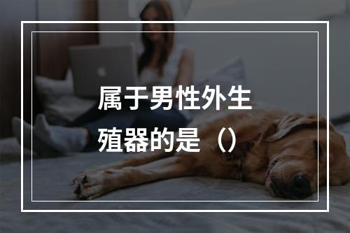 属于男性外生殖器的是（）