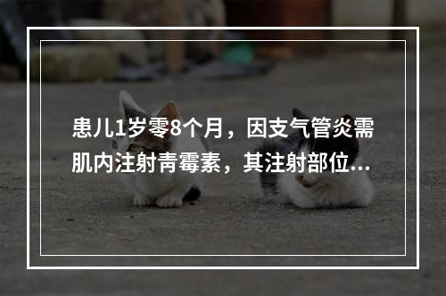 患儿1岁零8个月，因支气管炎需肌内注射靑霉素，其注射部位最好