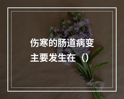 伤寒的肠道病变主要发生在（）