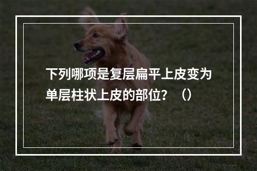 下列哪项是复层扁平上皮变为单层柱状上皮的部位？（）