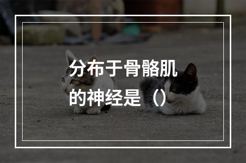 分布于骨骼肌的神经是（）