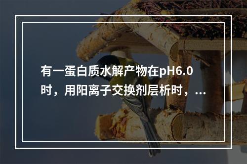 有一蛋白质水解产物在pH6.0时，用阳离子交换剂层析时，第一