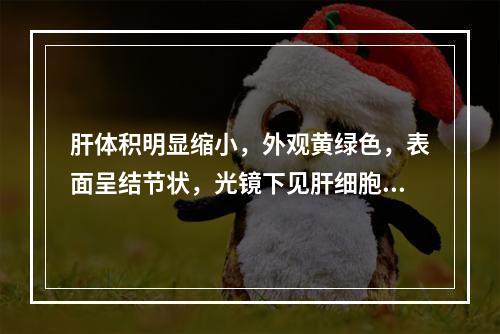 肝体积明显缩小，外观黄绿色，表面呈结节状，光镜下见肝细胞大片