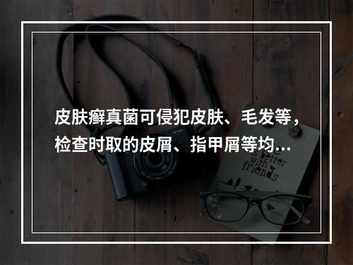 皮肤癣真菌可侵犯皮肤、毛发等，检查时取的皮屑、指甲屑等均先溶