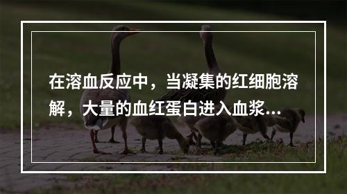 在溶血反应中，当凝集的红细胞溶解，大量的血红蛋白进入血浆中时