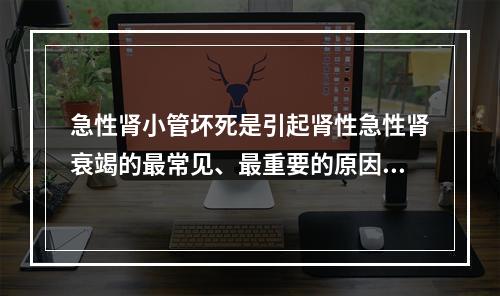 急性肾小管坏死是引起肾性急性肾衰竭的最常见、最重要的原因。（