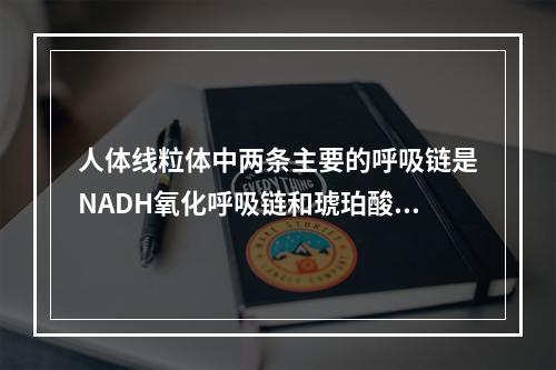 人体线粒体中两条主要的呼吸链是NADH氧化呼吸链和琥珀酸氧化