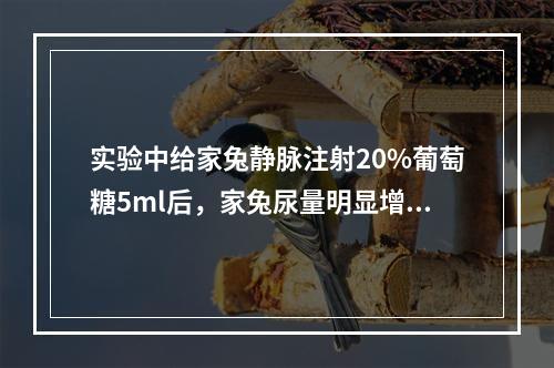 实验中给家兔静脉注射20%葡萄糖5ml后，家兔尿量明显增加，