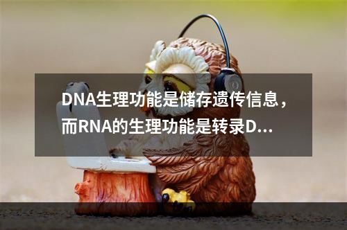 DNA生理功能是储存遗传信息，而RNA的生理功能是转录DNA