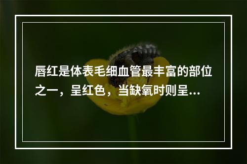 唇红是体表毛细血管最丰富的部位之一，呈红色，当缺氧时则呈绛紫