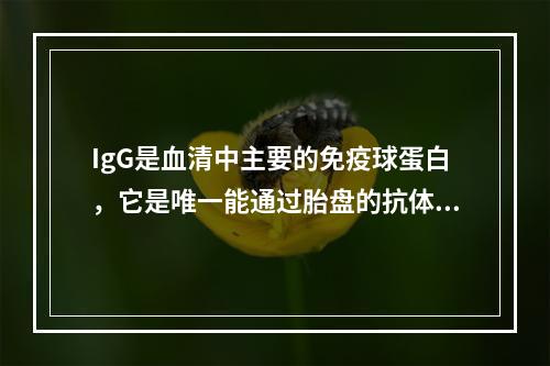 IgG是血清中主要的免疫球蛋白，它是唯一能通过胎盘的抗体。（