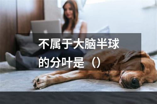 不属于大脑半球的分叶是（）