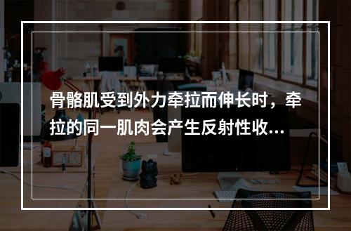 骨骼肌受到外力牵拉而伸长时，牵拉的同一肌肉会产生反射性收缩，