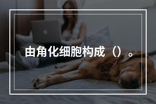 由角化细胞构成（）。