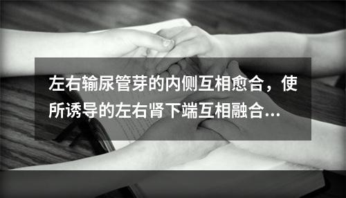 左右输尿管芽的内侧互相愈合，使所诱导的左右肾下端互相融合成马