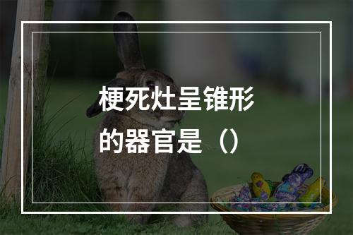 梗死灶呈锥形的器官是（）