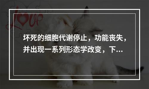 坏死的细胞代谢停止，功能丧失，并出现一系列形态学改变，下面哪