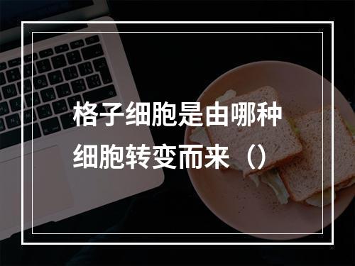 格子细胞是由哪种细胞转变而来（）