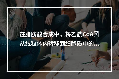 在脂肪酸合成中，将乙酰CoA从线粒体内转移到细胞质中的载体