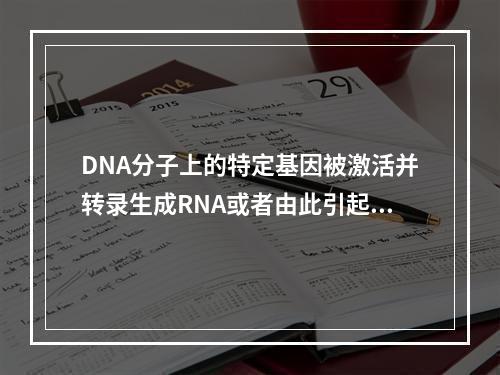 DNA分子上的特定基因被激活并转录生成RNA或者由此引起蛋白