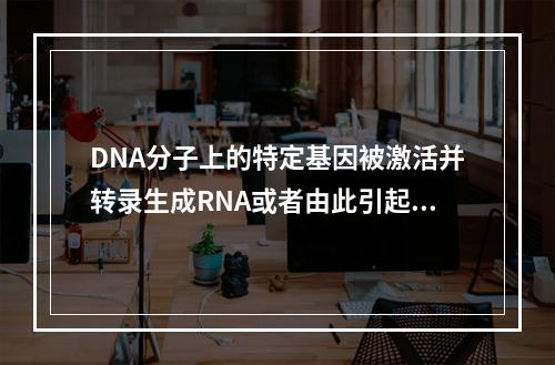 DNA分子上的特定基因被激活并转录生成RNA或者由此引起蛋白