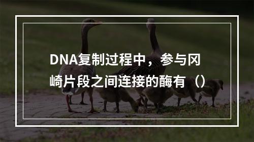 DNA复制过程中，参与冈崎片段之间连接的酶有（）