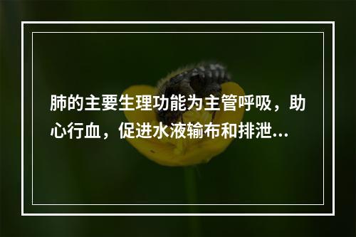 肺的主要生理功能为主管呼吸，助心行血，促进水液输布和排泄（）