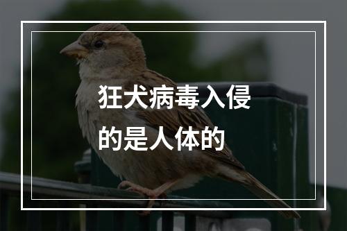 狂犬病毒入侵的是人体的