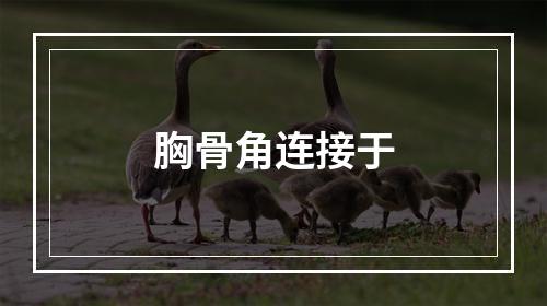 胸骨角连接于